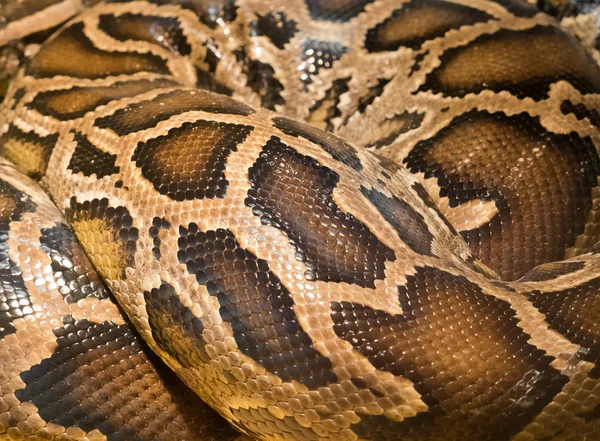 Brown snake Images - Search Images on Everypixel