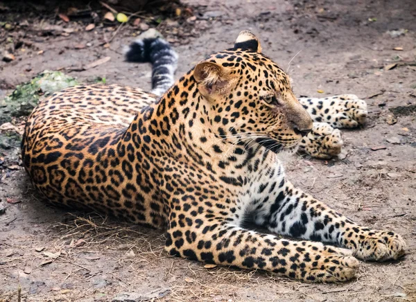 Jaguar alarak dinlenme — Stok fotoğraf