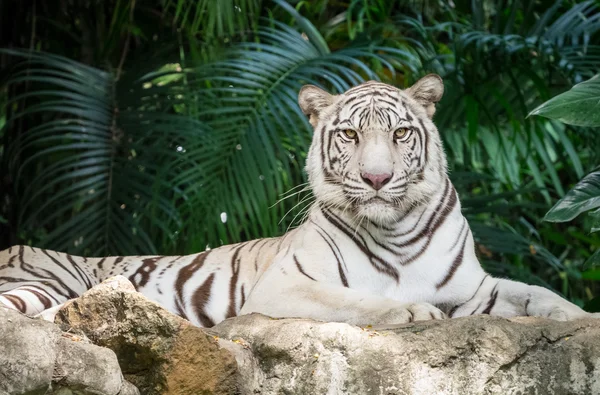 White bengal tiger — Stock Photo, Image