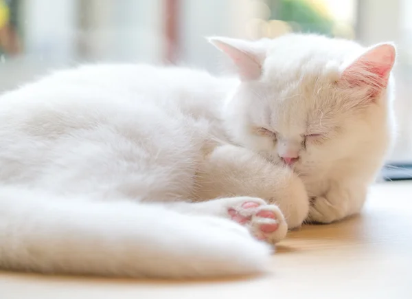 Flauschige schlafende Katze — Stockfoto