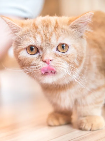 Kurzbeinige süße orangefarbene Katze — Stockfoto