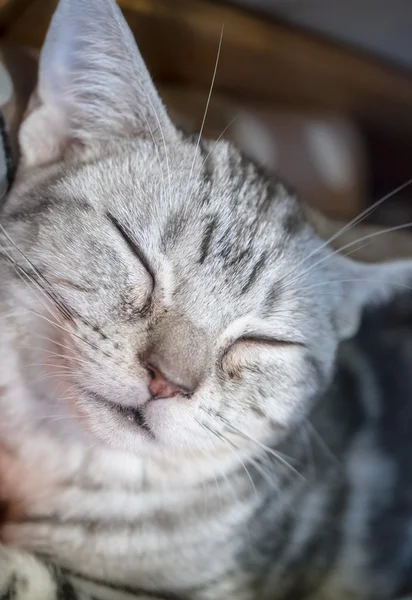 Flauschige schlafende Katze — Stockfoto