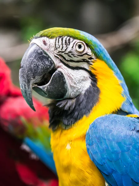 Loro guacamayo colorido —  Fotos de Stock