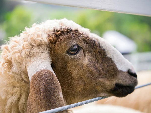 koyunun yüzündeki tel çit