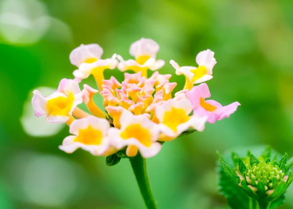 Lantana fleur — Photo