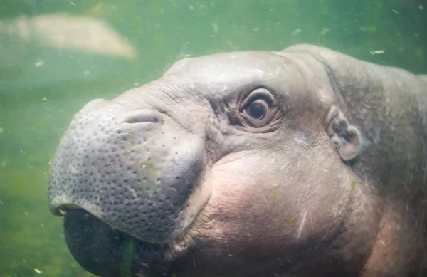 Pigmy hipopótamo nadando na água — Fotografia de Stock