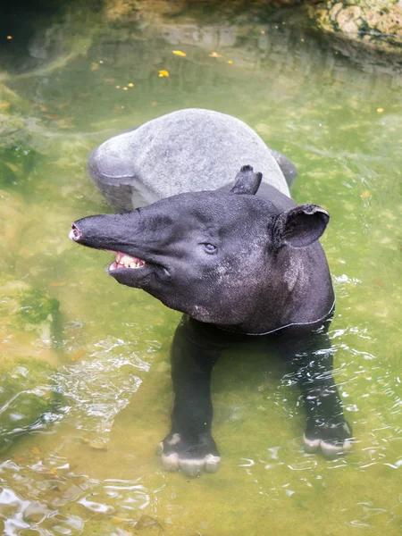 Tapir en aguas poco profundas — Foto de Stock