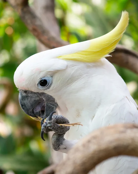 Yellow-crested white Cockatoo — Stock Photo, Image