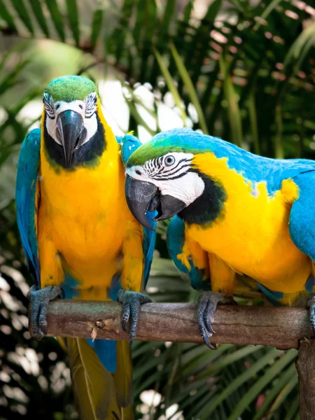 Couple perroquet jaune et bleu — Photo