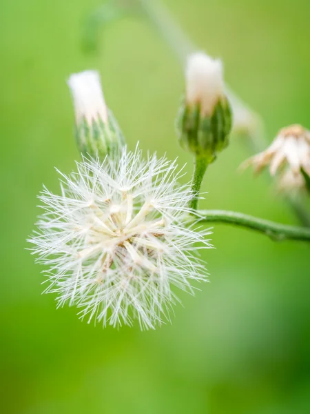 草の花のマクロ撮影 — ストック写真