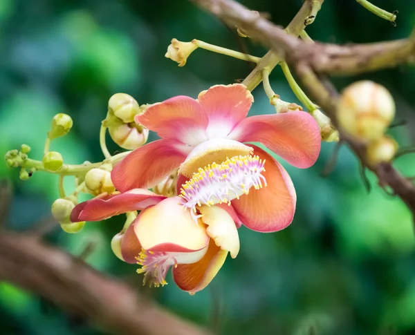 Cannonball flower — Stock Photo, Image