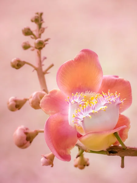 Flor de cañón procesada en rosa — Foto de Stock