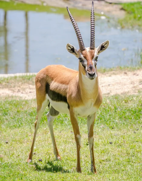 Thomson gazelle — Stock Photo, Image