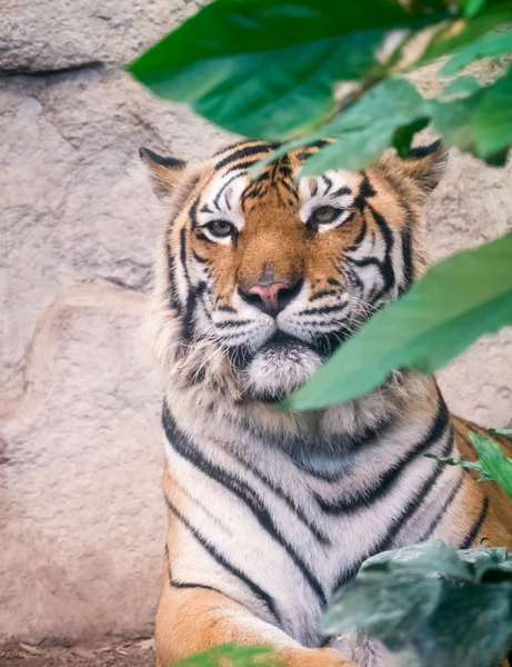 Portret tygrysa — Zdjęcie stockowe