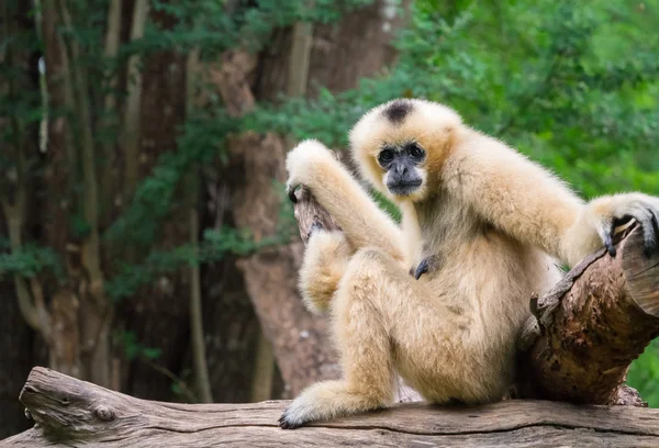 Weiße weibliche Gibbon — Stockfoto