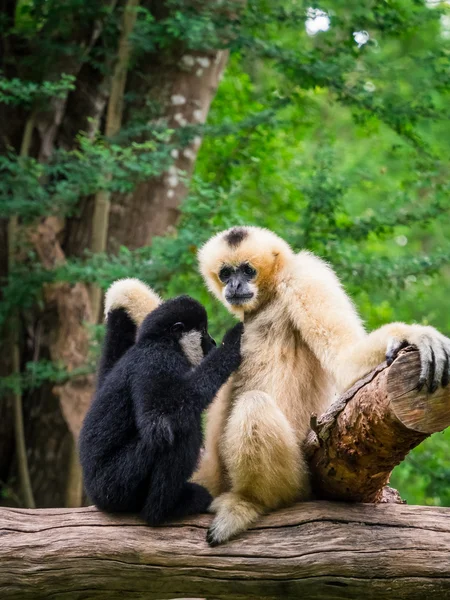 Weiße Gibbon-Weibchen stillen ihr Kind — Stockfoto