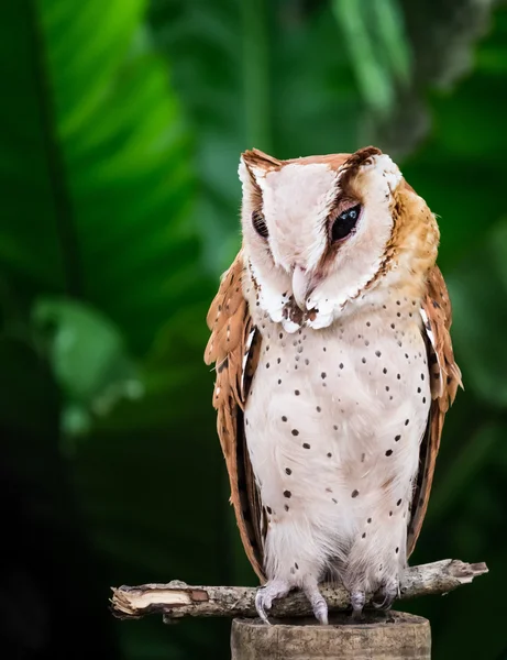 フクロウの肖像画 — ストック写真