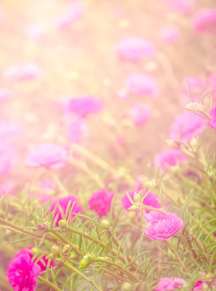 Miękki różowy kwiat tło — Zdjęcie stockowe