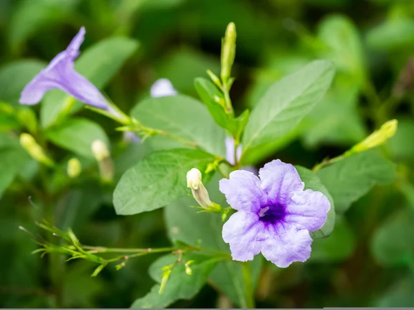 Purple petunia — Stock Photo, Image