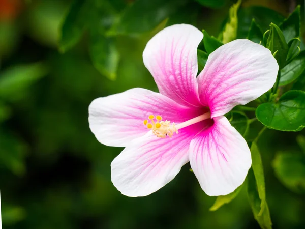 Hibiscus flower — Stock Photo, Image