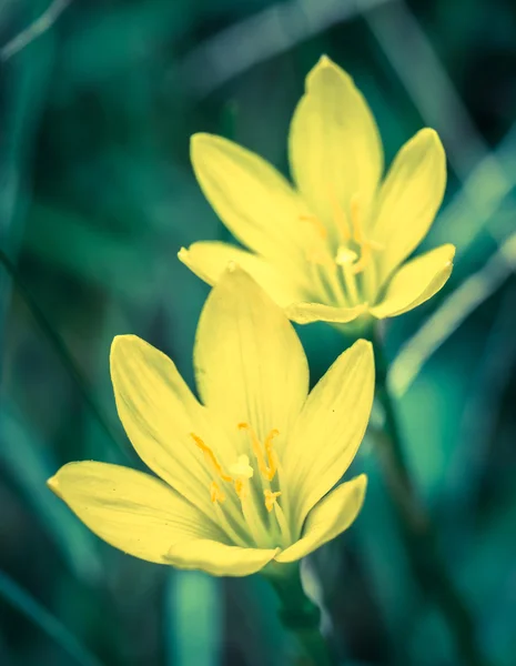 Fiori gialli — Foto Stock