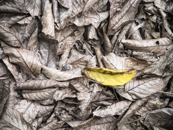 The last yellow leaf — Zdjęcie stockowe
