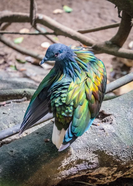 Pombo-nicobar — Fotografia de Stock