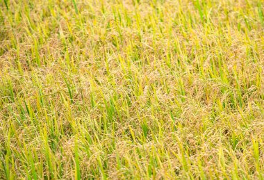 Pirinç alan hasat için hazır