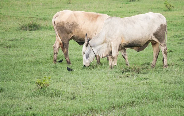 Cows — Stock Photo, Image