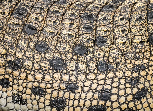 Crocodile skin — Stock Photo, Image