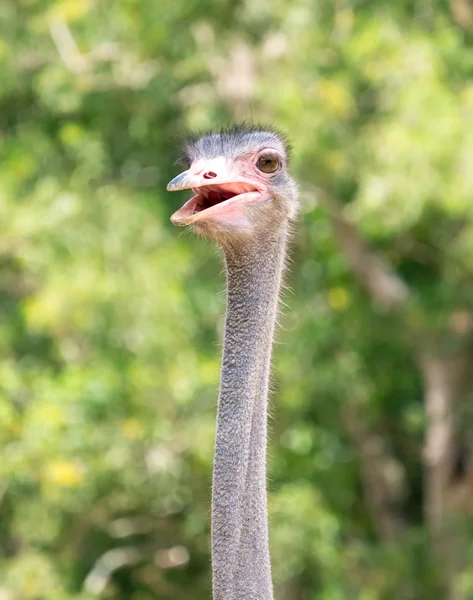 Avestruz de cuello largo — Foto de Stock