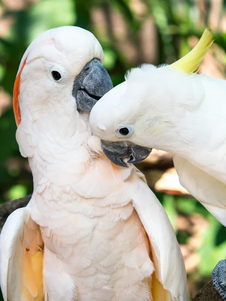 Paar schöner Kakadus — Stockfoto