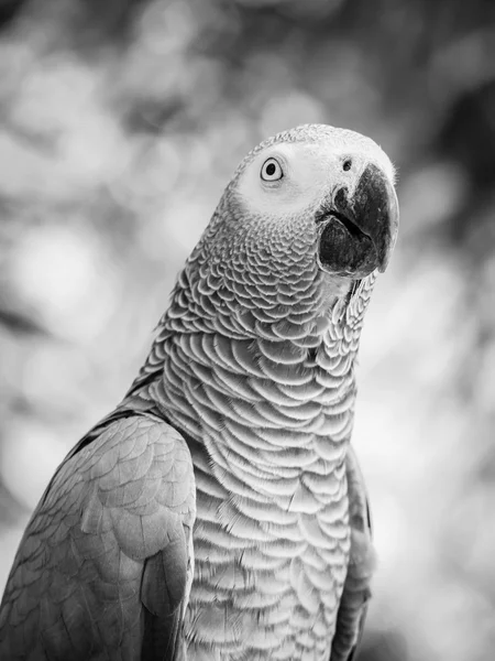 African Grey Parrot — Stock Photo, Image