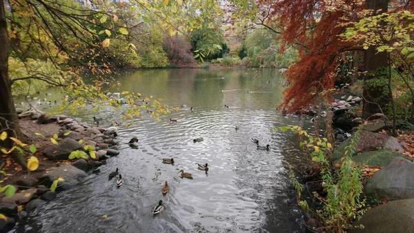 Ptaki Berlińskim Zoo Niemczech — Zdjęcie stockowe