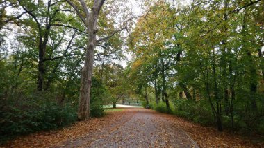 Berlin şehrinin parkında sonbahar