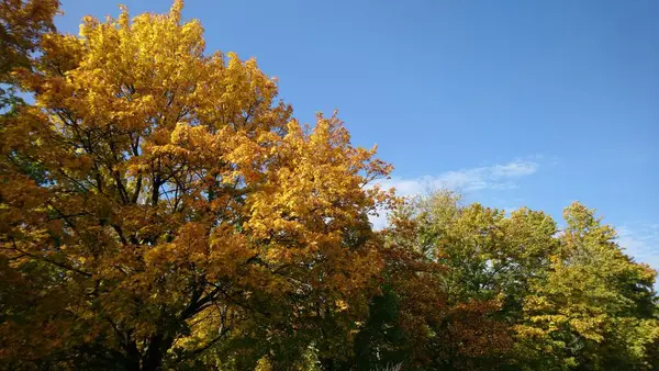 Árvores Com Muitas Folhas Amarelas — Fotografia de Stock