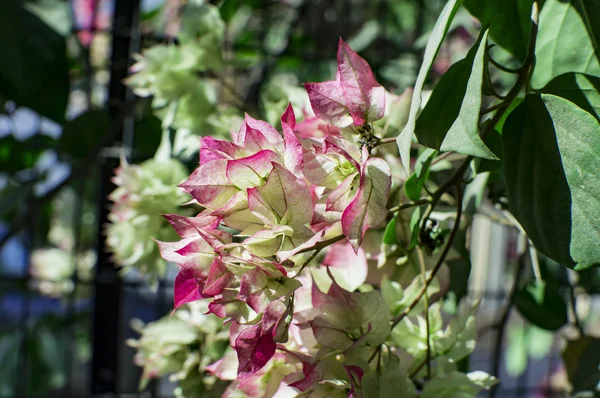 Rood en andere kleuren van de bloemen van bougainvillea — Stockfoto