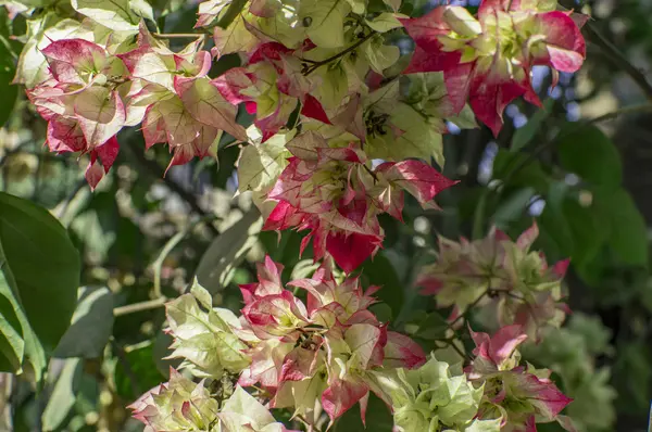 Bougainvillea planten en bloemen — Stockfoto