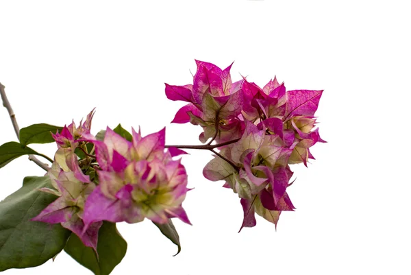 Bougainvillea çiçek ve şube — Stok fotoğraf