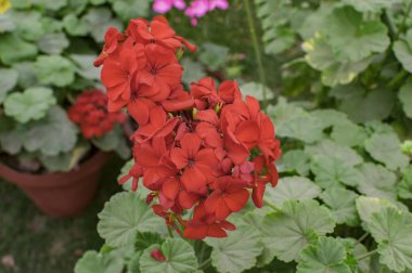 Tarım alanında kırmızı biber