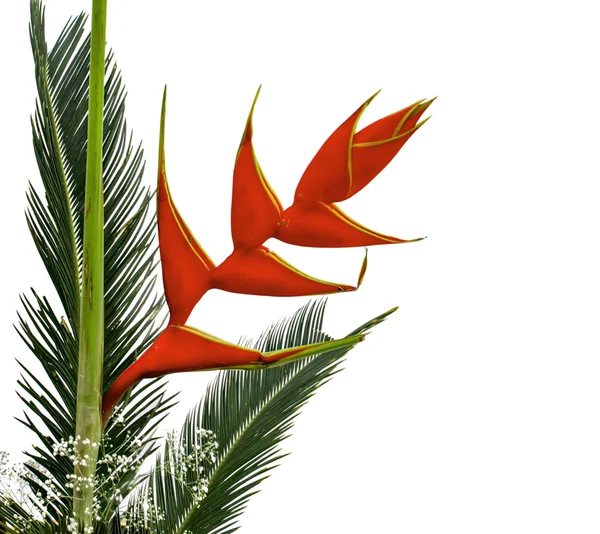 Heliconia fleurs et feuilles de palmier — Photo