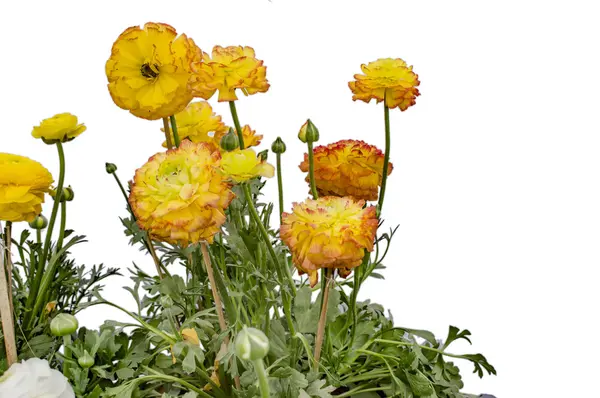 Fiori di Gerbera gialli e arancioni — Foto Stock