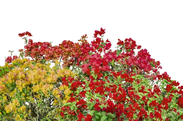 Begonvil çalılar üzerinde karışık renkler çiçekler — Stok fotoğraf