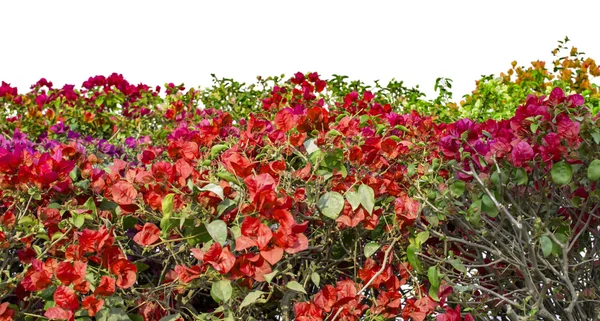 Tarım alanında kırmızı biber — Stok fotoğraf