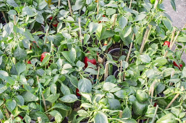 Capsico farming in campo — Foto Stock