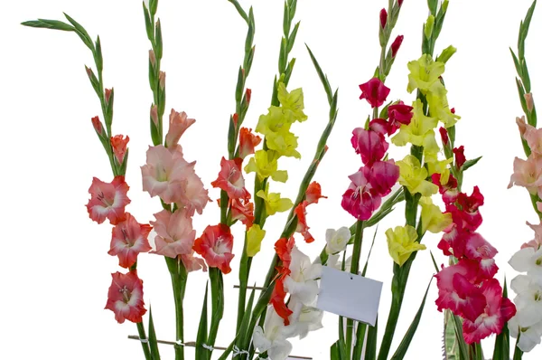 Stems of gladiola flowers on white — Stock Photo, Image