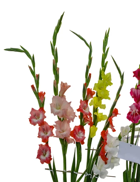 Gladiolus flowers on right — Stock Photo, Image