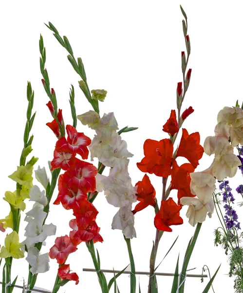 Flores de gladíolo vibrantes — Fotografia de Stock