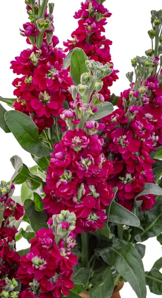 Flores vermelhas coloridas na planta verde — Fotografia de Stock