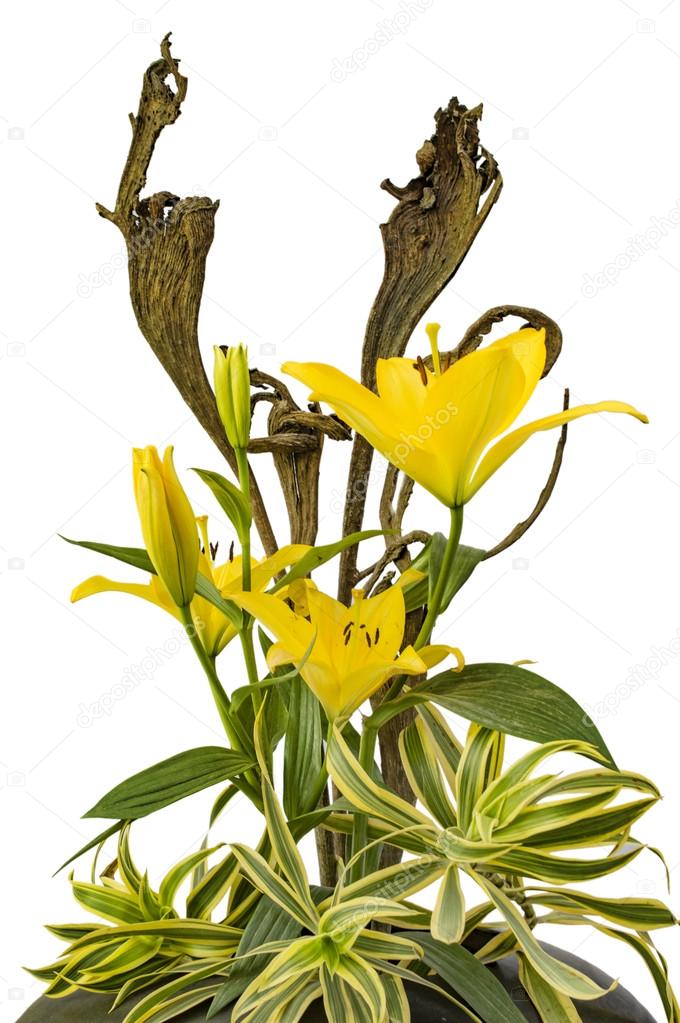 Lily flowers in pot